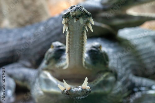 Fish-eating crocodiles open mouth full of sharp teeth close-up. Gavial or gharial (Gavialis gangeticus) has long, thin snout with interdigitated fangs.
