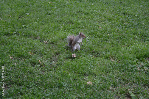 squirrel in central park