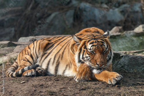 Tiger sleeping with head on crossed paws. Malayan tiger (Panthera tigris) lying on the ground with blurred stones in background.
