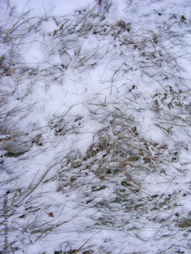 snowy grass close up of winter surface in forest snowy grass close up of winter surface in forest