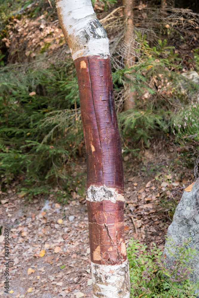 Peeled bark on the birch tree. Peeled bark on the birch tree.