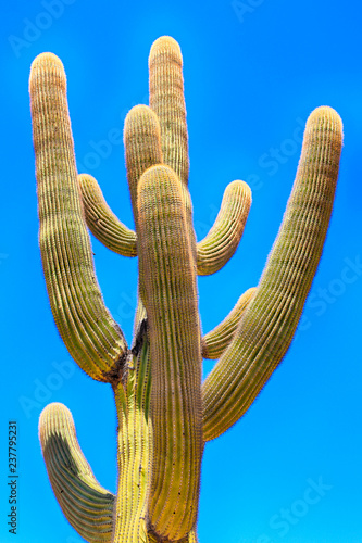 Saguaro Cacti in the West Tucson Mountain desert of Arizona