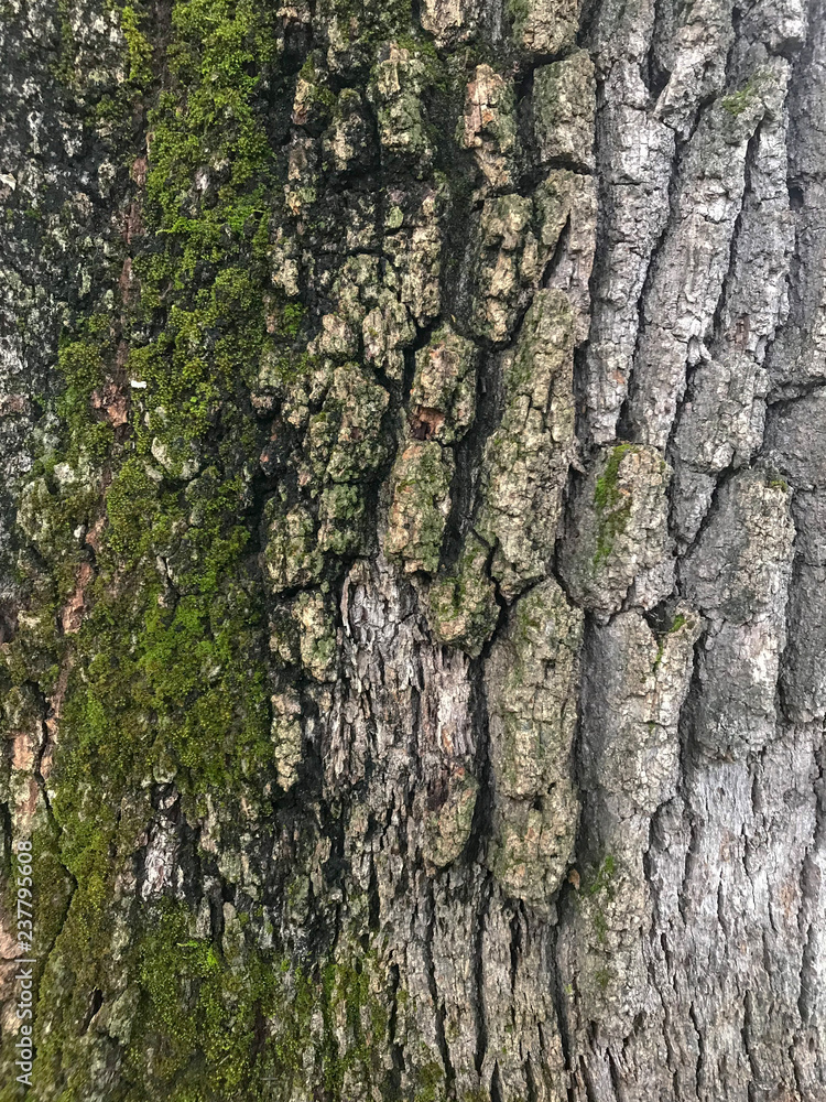 Obraz premium Tree Bark