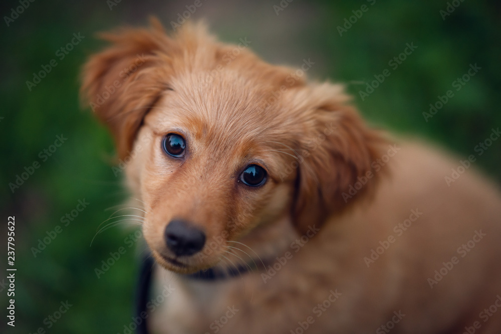 Cute mixed breed puppy