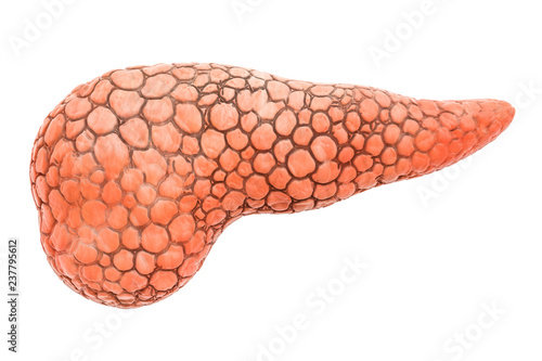 Slika na platnu Pancreas Human Organ, 3D rendering