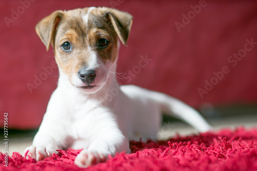 little cute tiny small puppy photo white on red background 