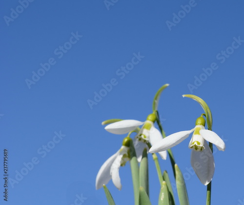 Closeup of white blossoming common snowdrop or Galanthus nivalis plants growing from bulbs. Springtime is coming soon now.