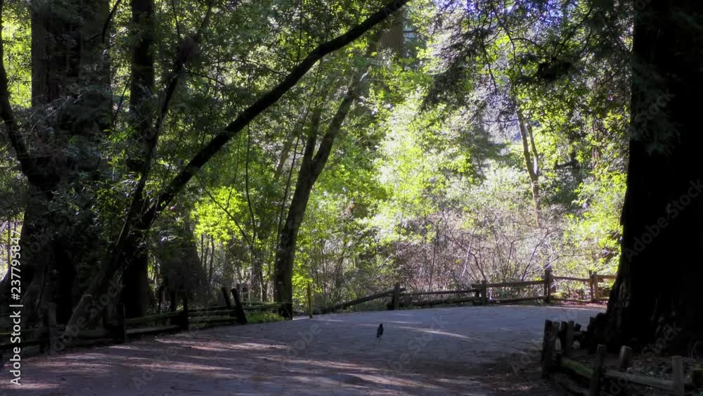 Trees in the Henry Cowell State Park, California, USA Trees in the Henry Cowell State Park, California, USA