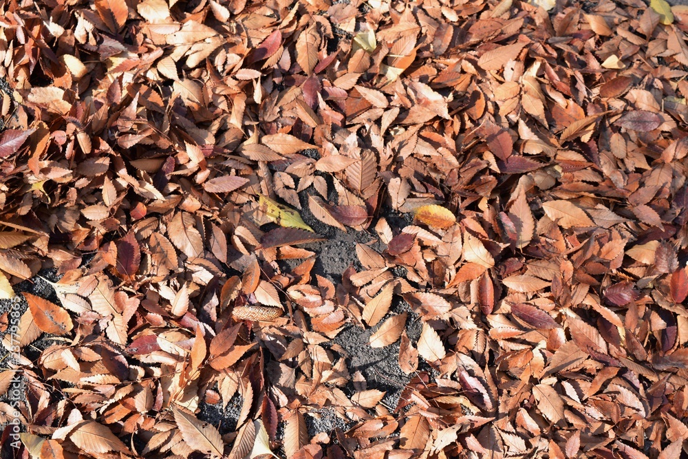 Seasonal background material / Fallen leaves