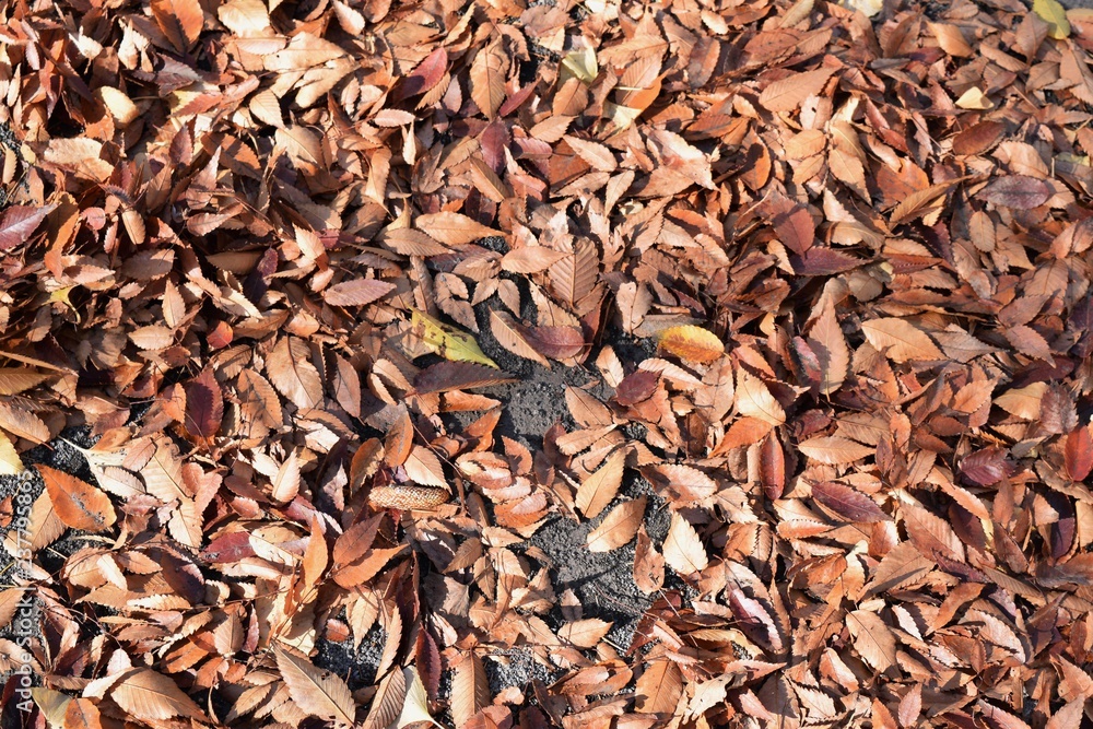 Seasonal background material / Fallen leaves Seasonal background material / Fallen leaves