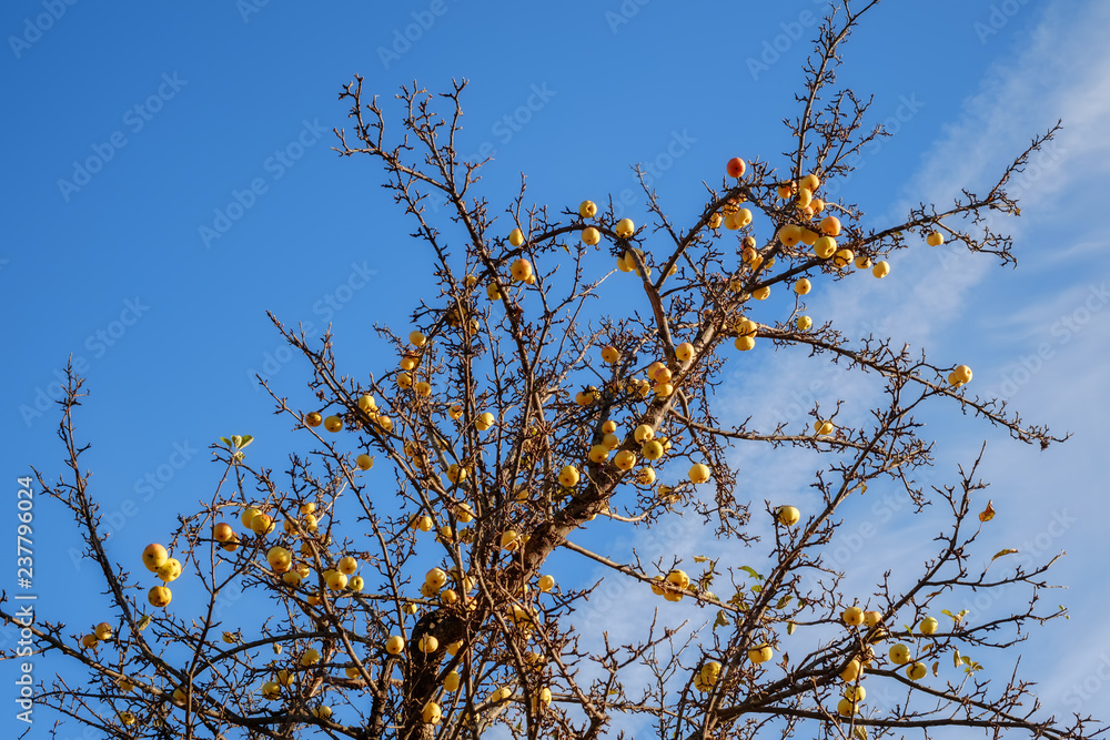 the golden apple tree