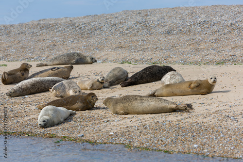 Seals on the beach in Norfolk, UK