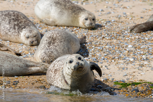 Seals on the beach in Norfolk, UK