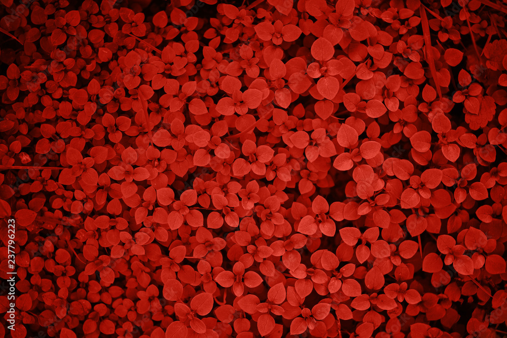 Background made of fresh leaves. Living Coral creative and moody color of the picture. Background made of fresh leaves. Living Coral creative and moody color of the picture.
