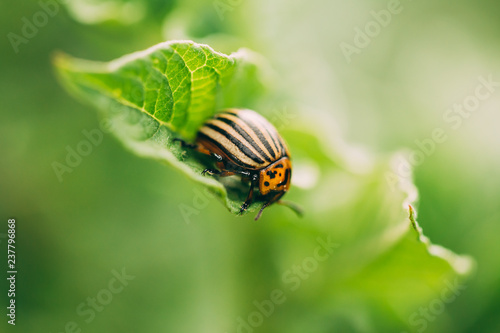Striped Beetle - Leptinotarsa Decemlineata Is A Serious Pest Of 