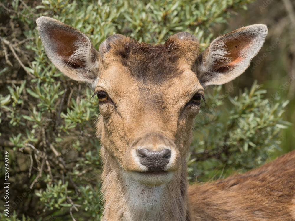 Porträt eines Damhirsches, in den Waterleidingduinen nahe Amsterdam und Zandvoort, Niederlande