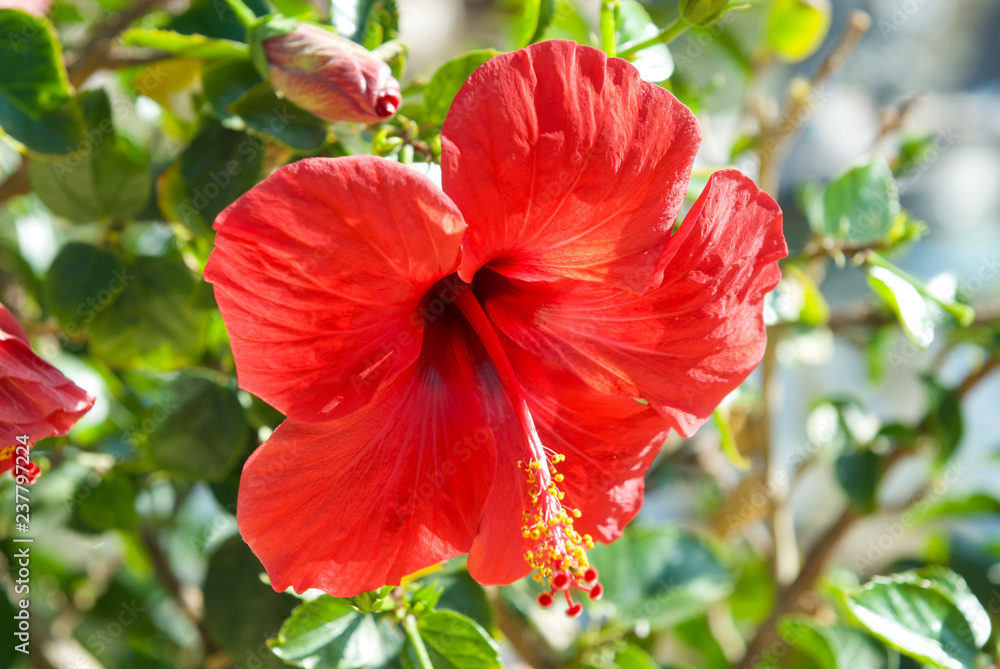 beautiful flowers of sinai close up