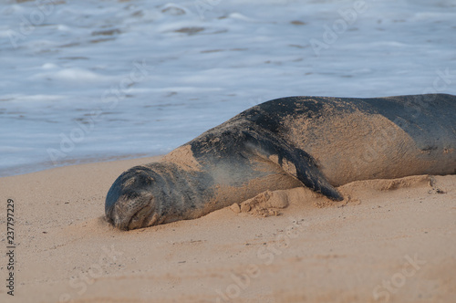 Monk seal lying in the sand on a beach on Kauai, Hawaii, USA © Don Landwehrle