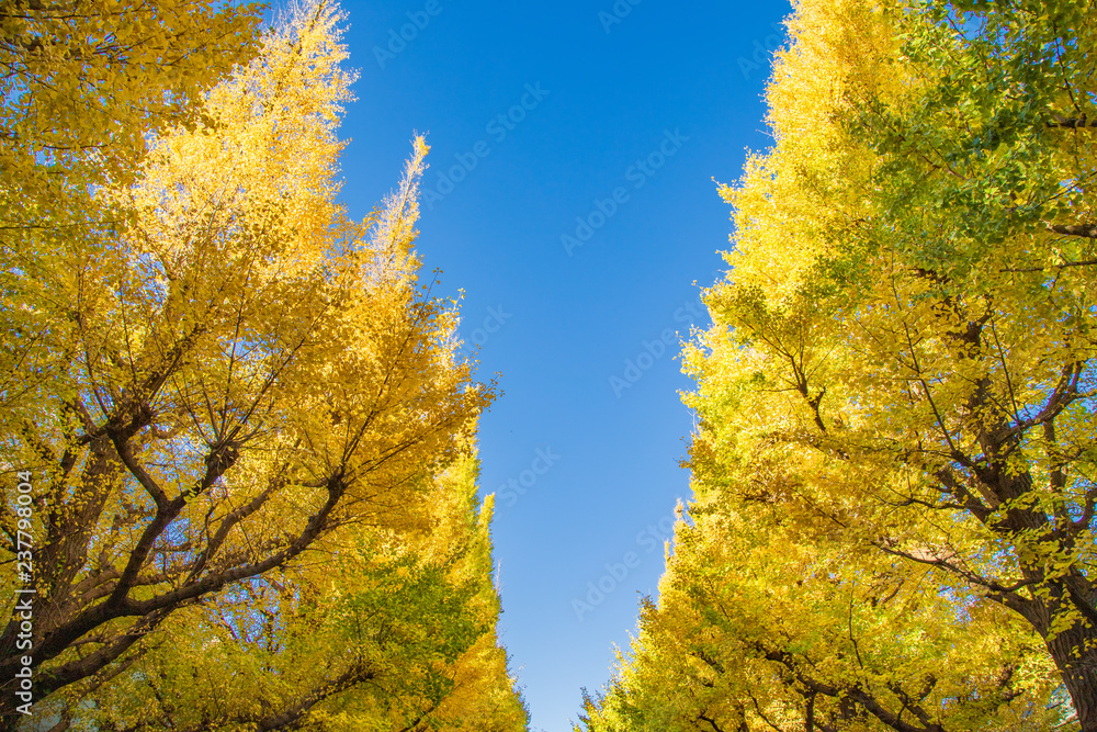 Fototapeta premium イチョウ並木 青空