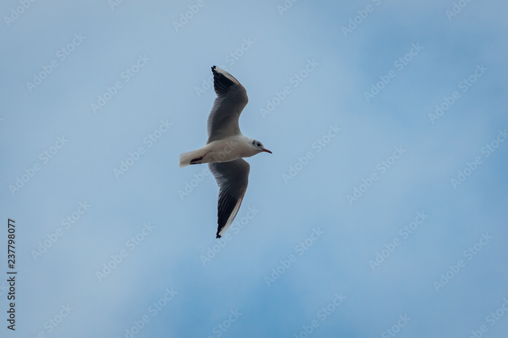 Obraz premium A seagull flying in the blue sky