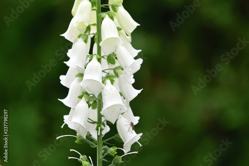 Close up of a white foxglove (digitalis) flower with a green background photo