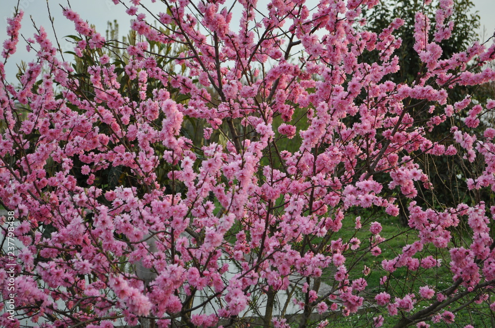 spring with pink flowers in the garden spring with pink flowers in the garden
