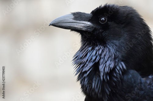 Head shot of a common raven (corvus corax)