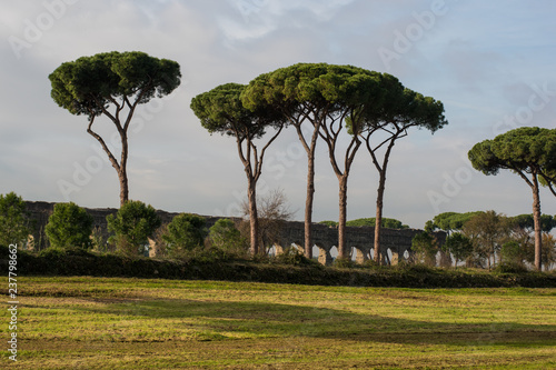 Photography The Pines Of Rome, Also known As Pinus Pinea and Stone Pines Around Rome Italy at Vaious Times During The Day and Night