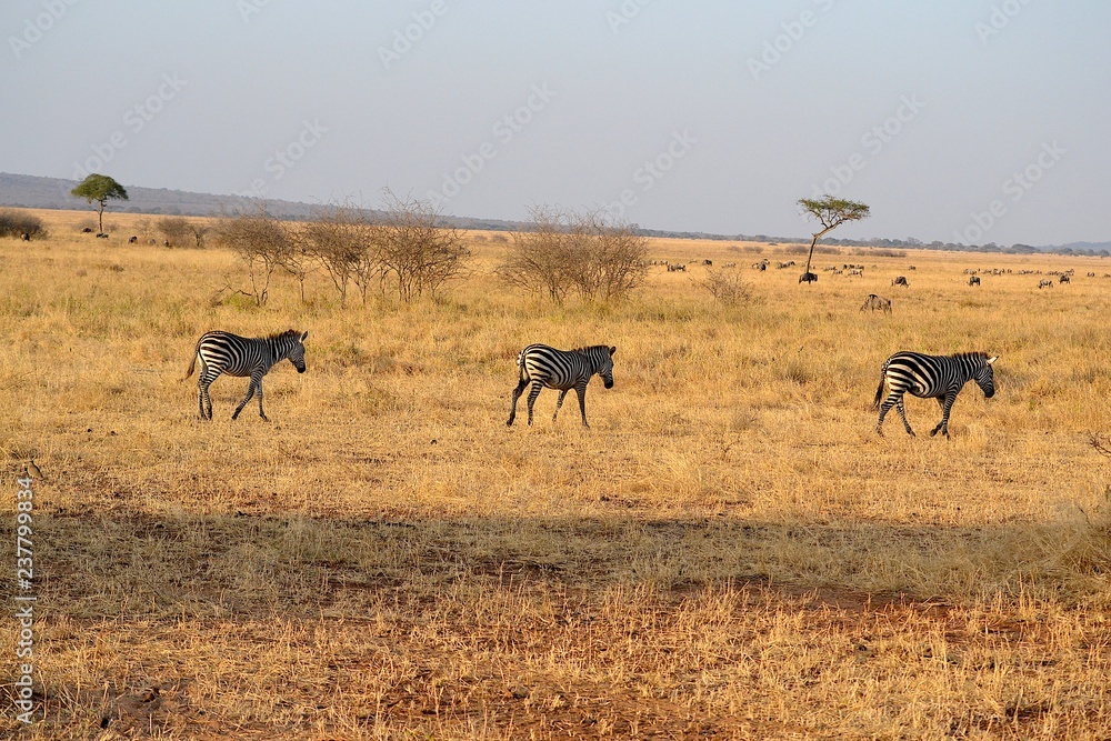 Naklejka premium Zebras im Tarangire Nationalpark