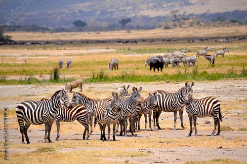 zebraherde mit anderen tieren ngorongoro krater