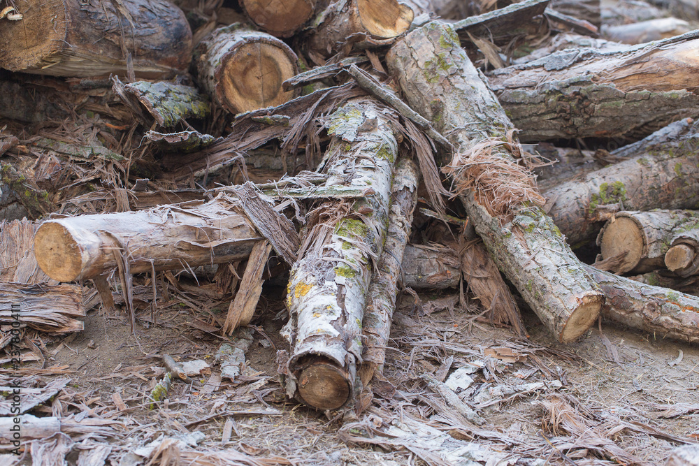 Frost-covered logs, Stockpiled logs after deforestation Frost-covered logs, Stockpiled logs after deforestation