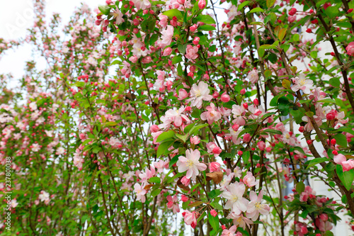 Cherry blossoms in the park