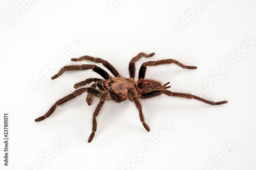 Vogelspinne von den Phillipinen (Orphnaecus sp. Cebu) - tarantula  photo