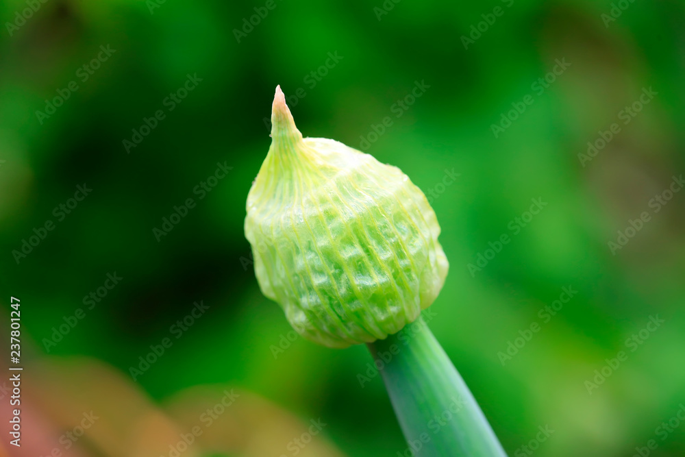 Scallion bud in a garden Scallion bud in a garden