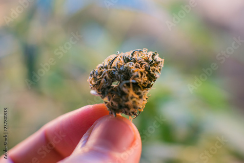 Close-up cannabis bud from fresh harvest