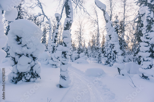 Snow covered fir trees. Winter landscape. © Crazy nook