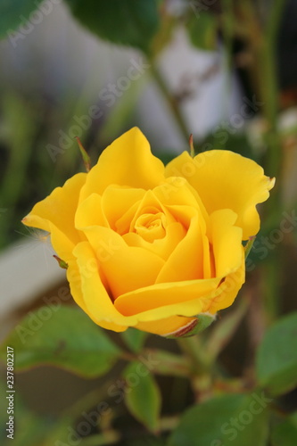 Rose - Yellow Florabunda photo