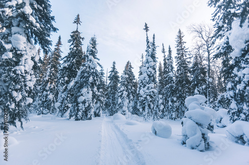 Snow covered fir trees. Winter landscape.