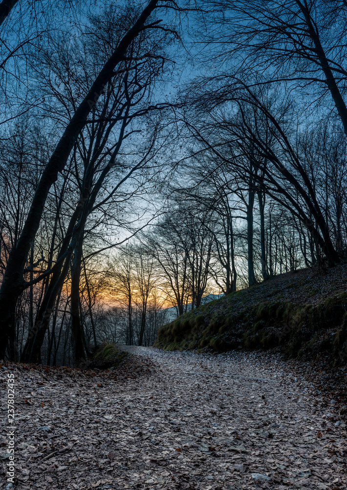 path in the woods path in the woods