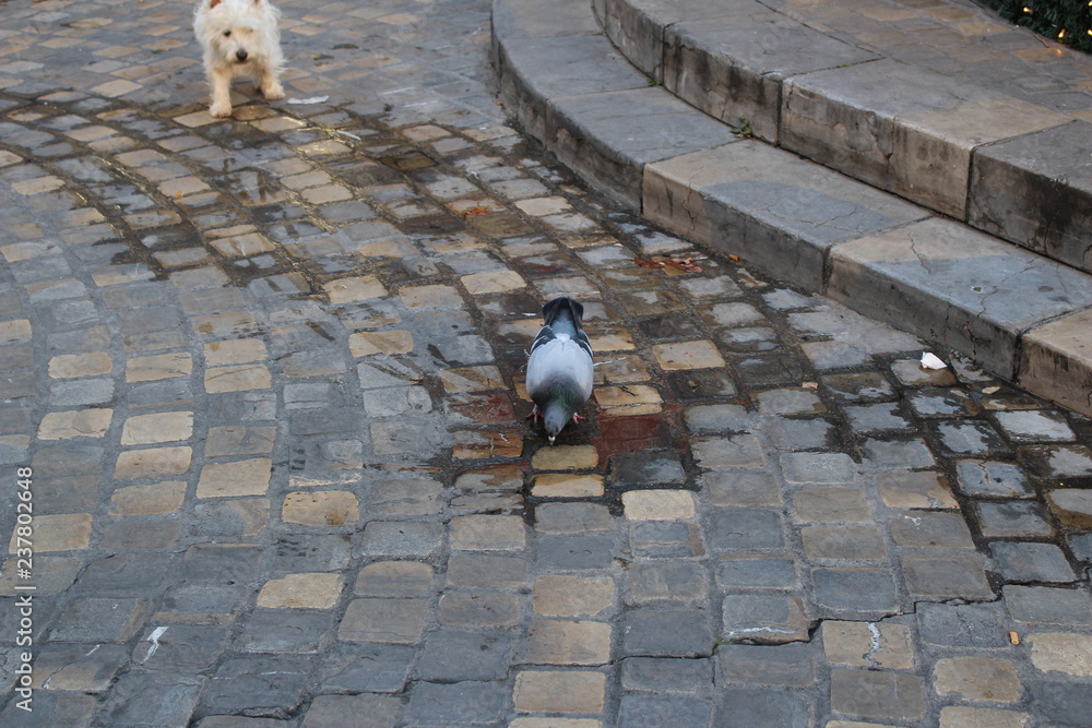 Fototapeta premium au marché pigeon et chien