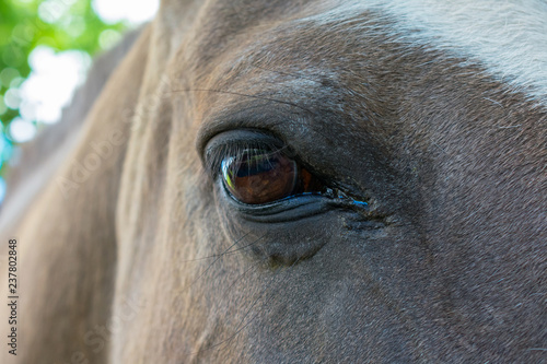 ojo de caballo © lucas