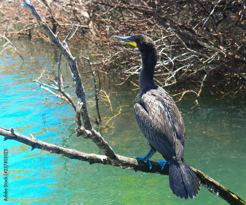 December 7, 2018, Baja California Sur, Mexico, marine wildlife in the mangroves of Baja California.