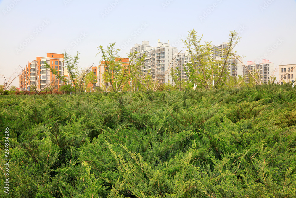 Platycladus orientalis and architecture Platycladus orientalis and architecture