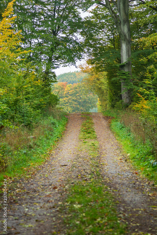 Fototapeta premium Skogsväg genom en lövskog på hösten