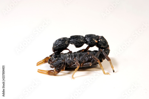 schwarzer Skorpion aus Afghanistan (Orthochirus afghanus) - black scorpion from Afghanistan photo