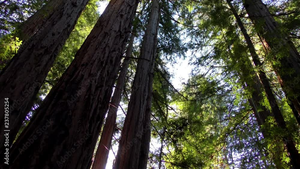 Trees in the Henry Cowell State Park, California, USA Trees in the Henry Cowell State Park, California, USA