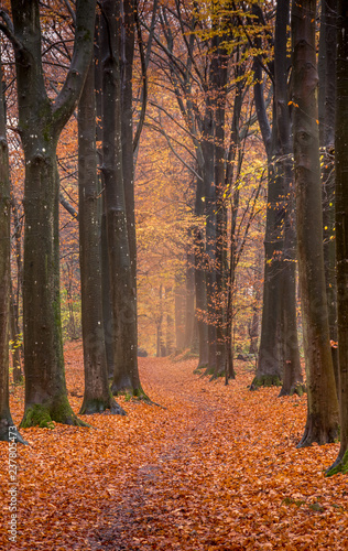 Forest Painted in Autumn