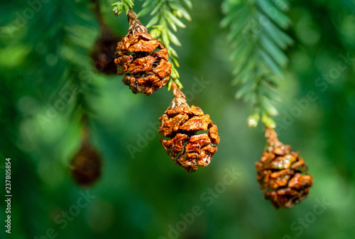 Four fir tree small cones on a branch in Nordic forest