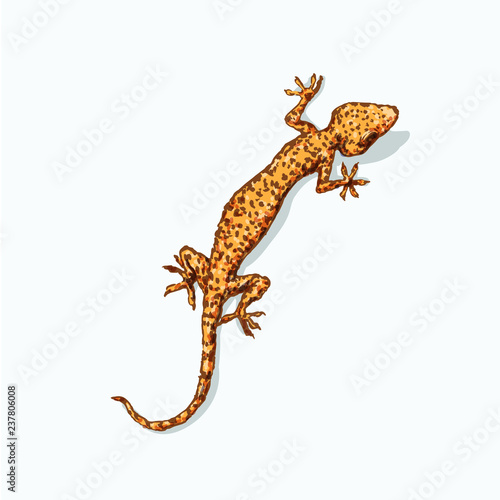 Gecko is sitting on flat gray surface. Vector illustration isolated on background. Reptile llustration for prints, t-shirt, books, textile, clothes	