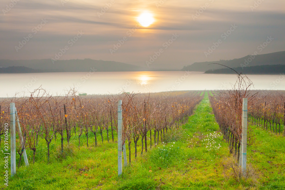 sunset on the vineyard on the shores of the lake